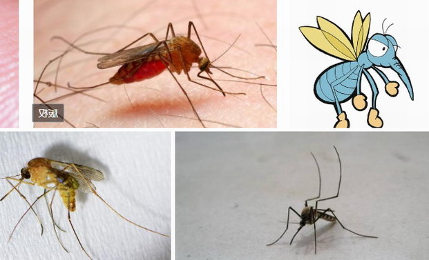 蚊子在进化，越来越聪明|灭蚊|蚊子防治|广州灭蚊